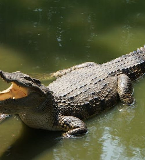 crocodile-1p